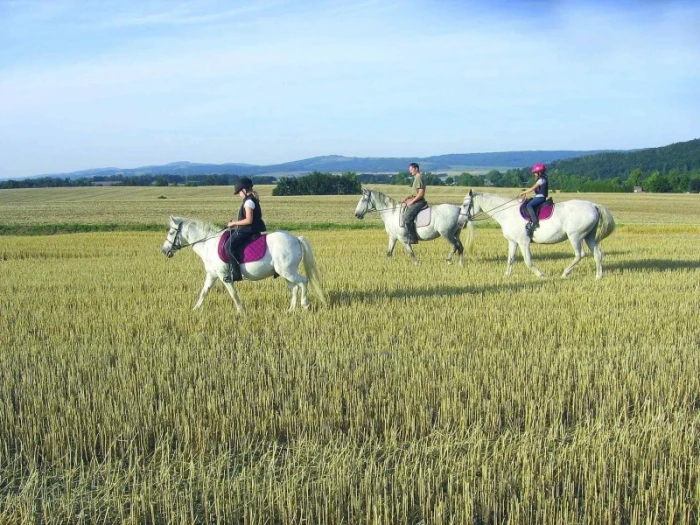 Potřebný pohyb hobby koně