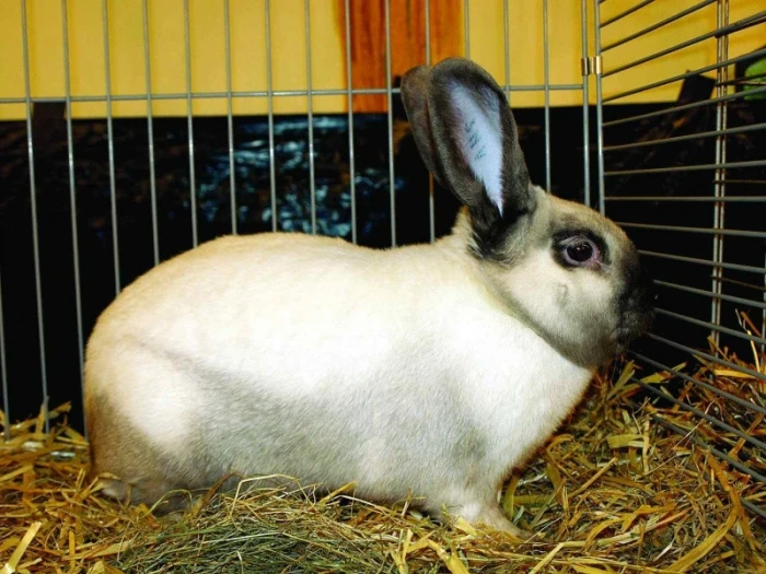 Sallender Rabbit Sallander – netradiční plemena králíků,... | iFauna.cz