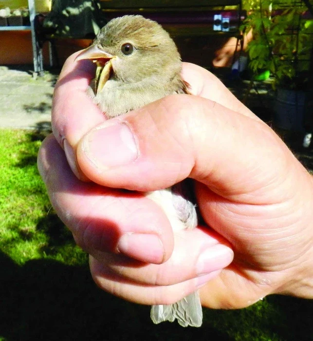 Nemoci ptáků volné přírody a naše schopnost pozorovat