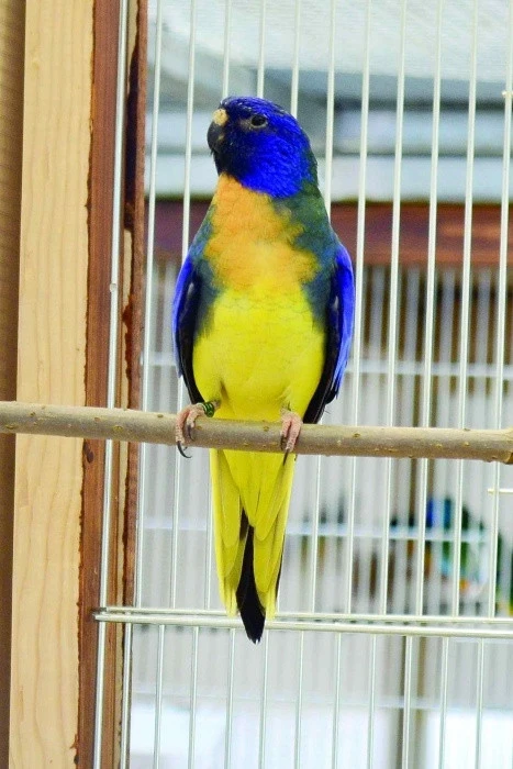 Chov papoušků rodu Neophema