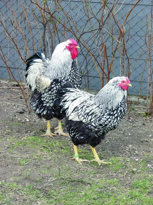 Problémy v chovu drůbeže 7 – Když se rozhodnete vystavovat – vady, které vadí…