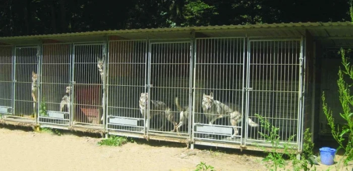 Psi a lidská odpovědnost