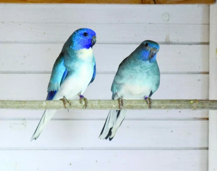 Mutace neofém – II. díl