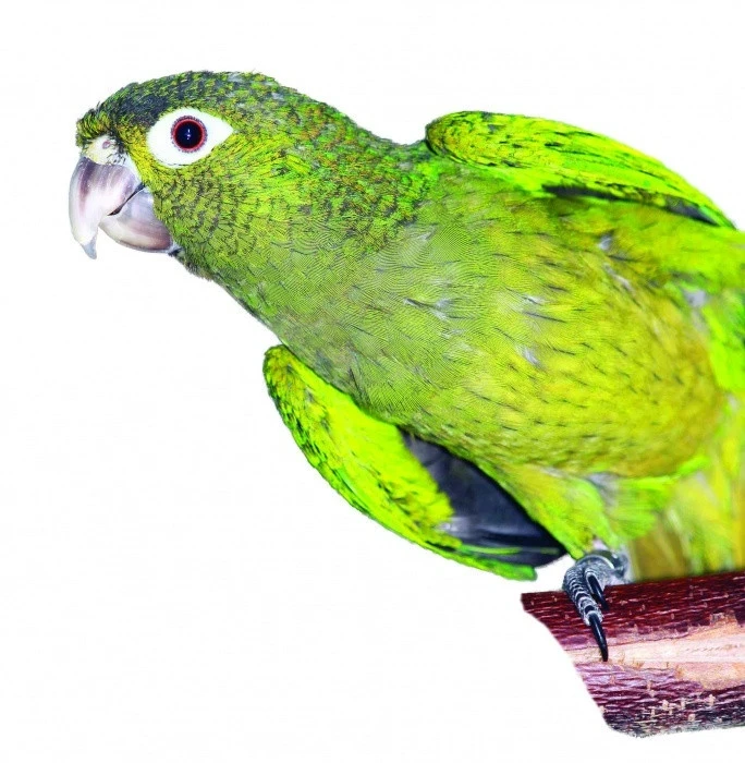 Aratinga aztécký (Eupsittula astec)