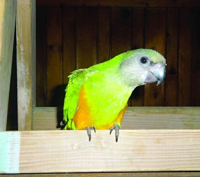 Důvody, které mě vedou k dokrmování