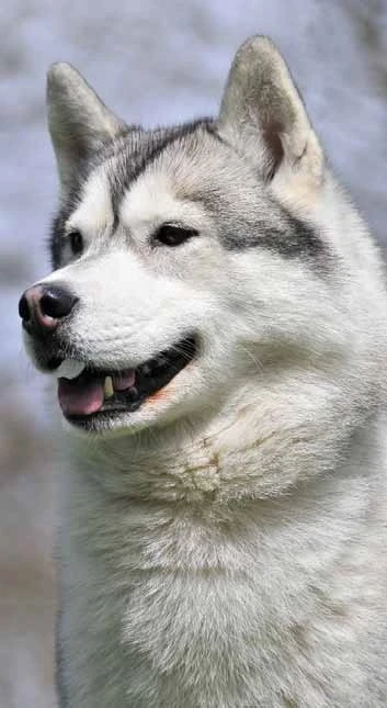 Sibiřský husky
