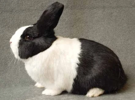 Zdravotní problémy v chovu králíků – díl 7.  Šlechtění a plemenitba