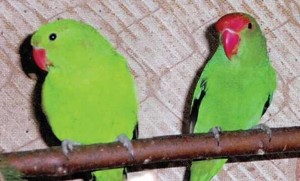 Agapornis etiopský (Agapornis taranta) – Problémy s odchovy a jejich řešení, srovnání druhů rodu Agapornis