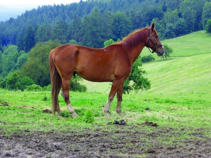 Krmné doplňky, díl 9 – Jak krmit svaly