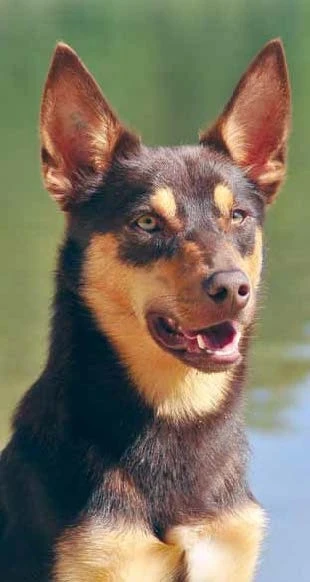 Australská kelpie