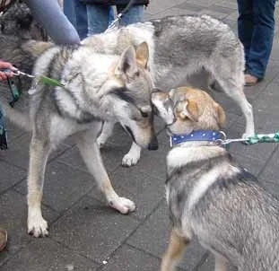 „Záhadné“ olizování