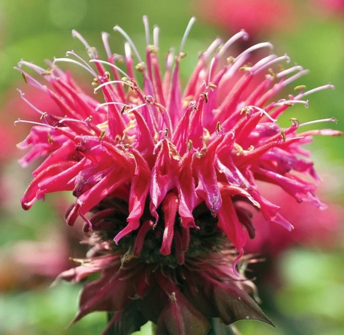 Poklady z přírody 58 – Monarda