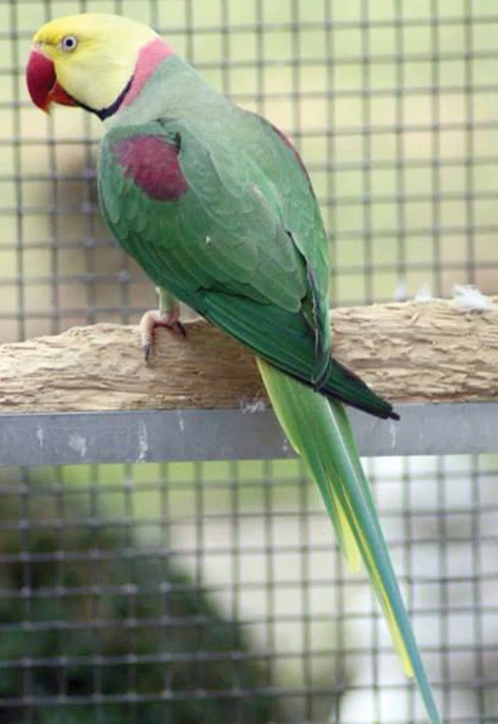 Alexandr velký (Psittacula eupatria)