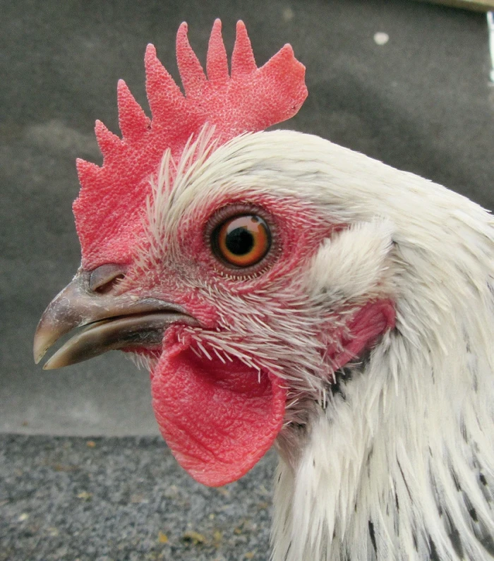 Zdravotní problematika v drobnochovu drůbeže 5 – Bakteriální onemocnění