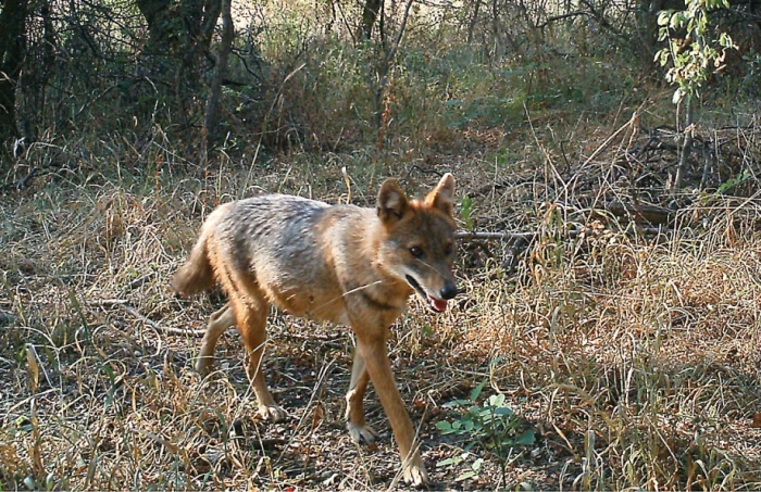 „Nová“ psovitá šelma v Česku – šakal z Knihy džunglí