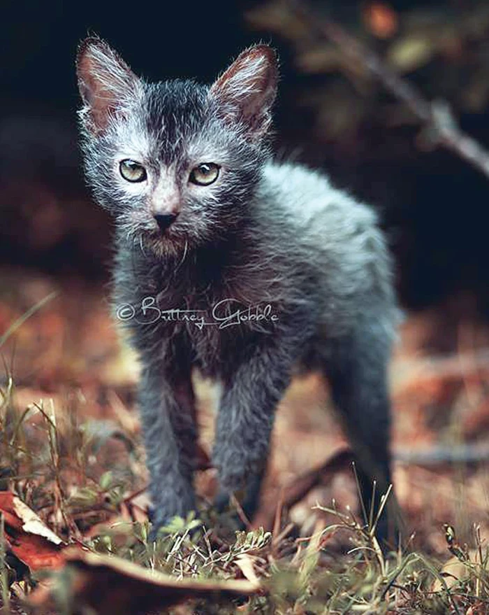 O plemeni lykoi
