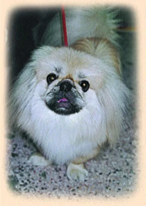 Pekingský palácový psík - Pekinéz