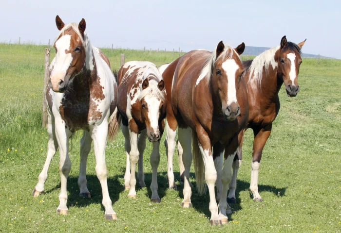 Ranch 3R