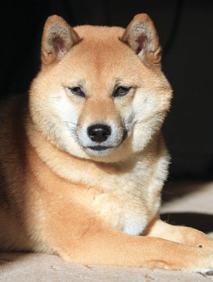 Inu, shiba–inu!