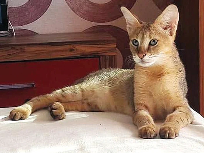Kočka bažinná