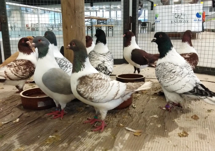 Okrasní holubi na výstavě Moravia Brno 2019