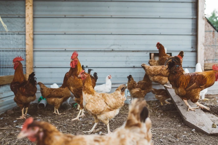 Státní veterinární správa opět varuje před ptačí chřipkou