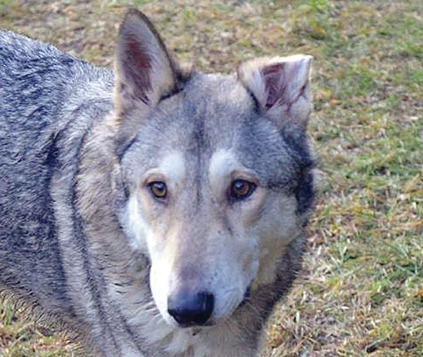 Příběhy z veterinární ordinace 5 – Úraz