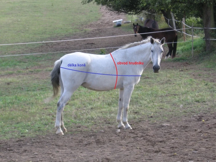 Vlastní kůň, díl 6: Potřebuje můj kůň pořádně nakrmit?