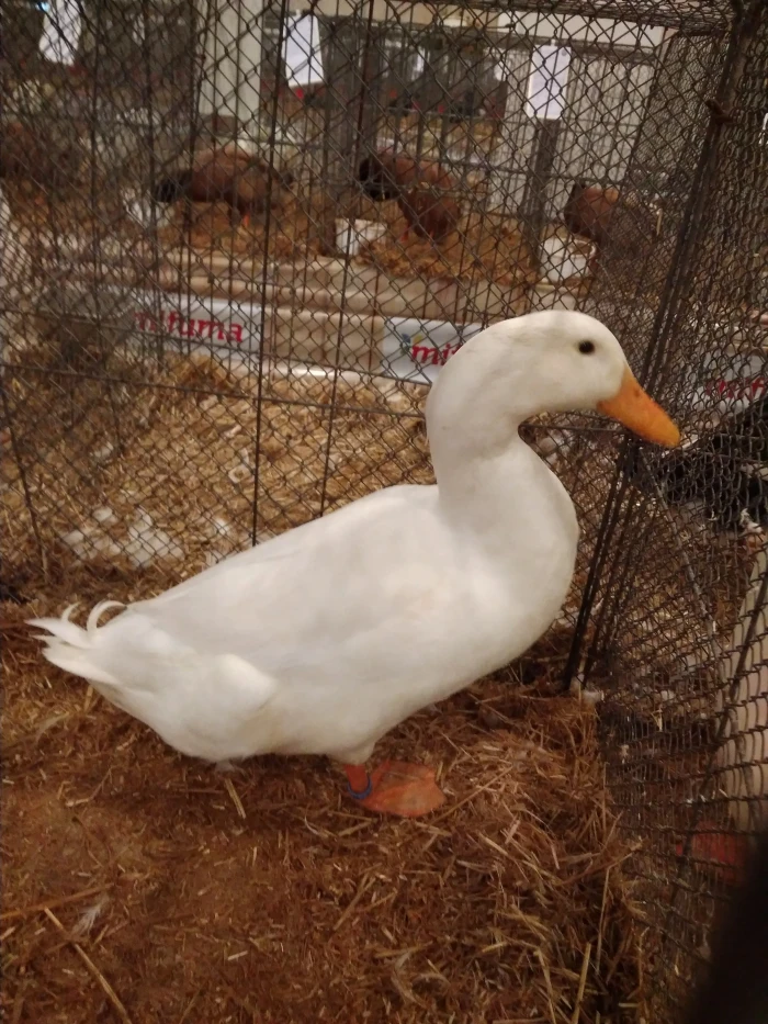 Kachny pekingské americké 