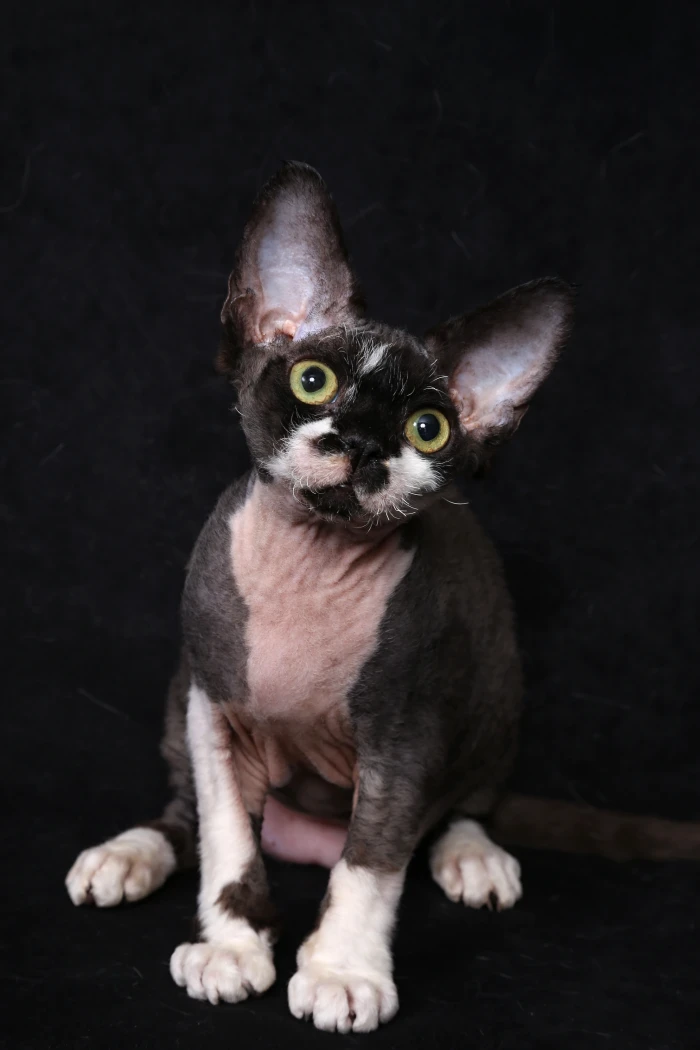 Devon rex (DRX)