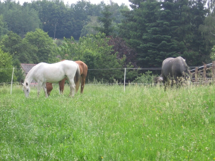 Vlastní kůň, díl 7: Krmná dávka aneb nakrm si svého koně