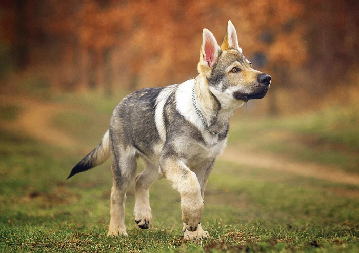 Kauza loužičky – jak na čistotnost našich psů