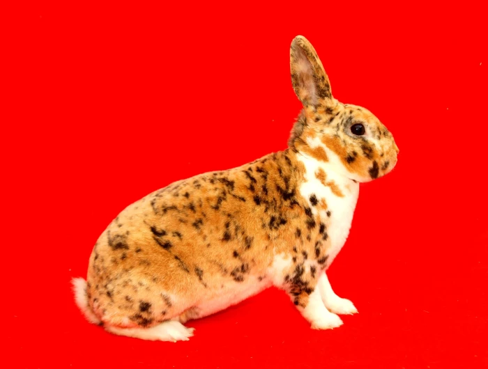 Malý rex