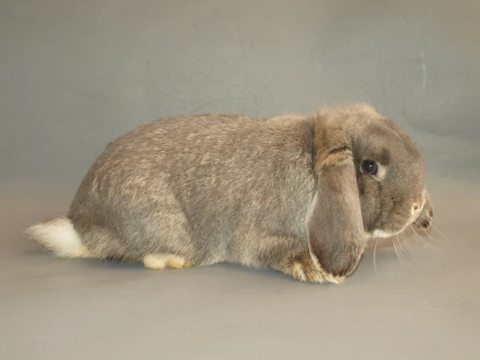 Zakrslý beran – Mini Lop – NHD: Fakta a mýty v České republice