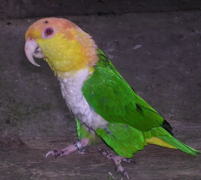 Amazonek rodu Pionites