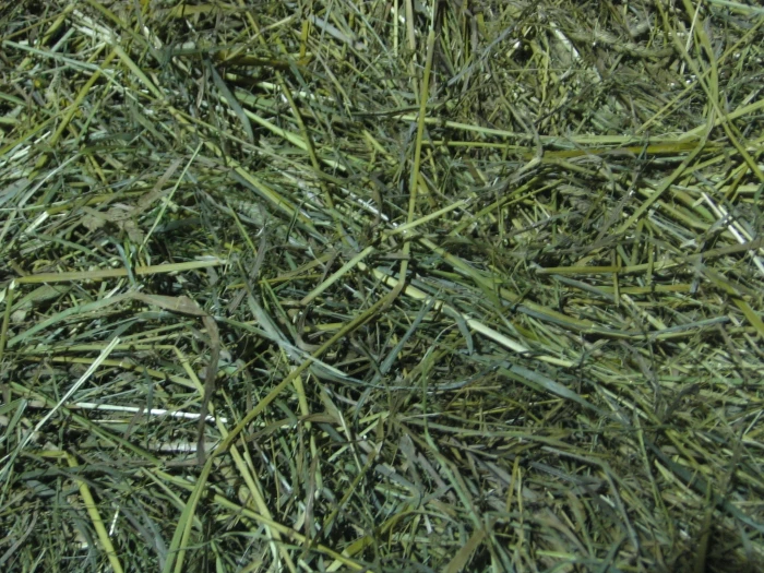 Vlastní kůň, díl 12:  Seno