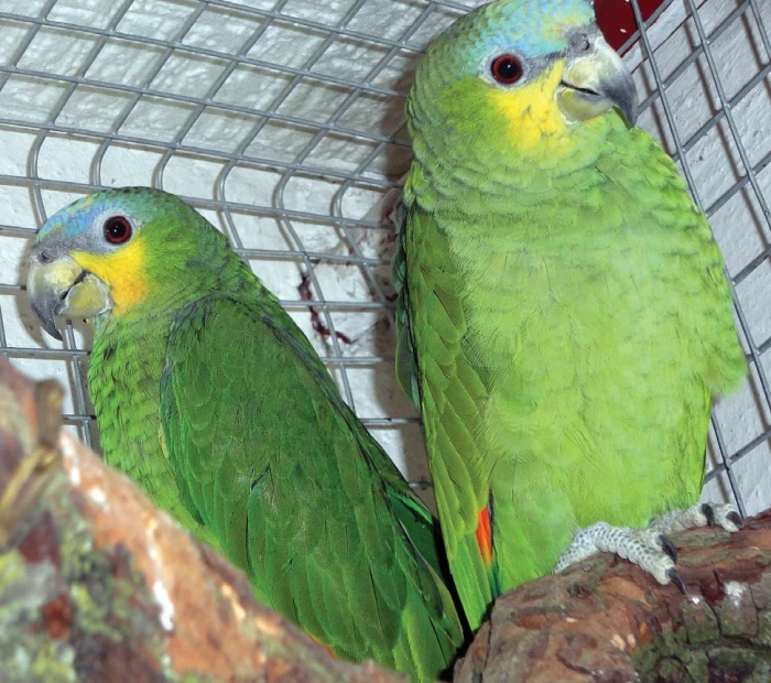Moje chovatelské zážitky, 2. část – Amazoňan oranžovokřídlý (Amazona amazonica)
