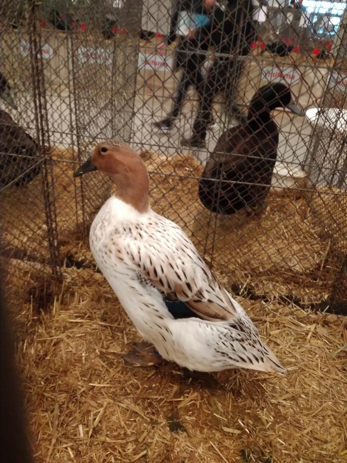 Kachny čárkované