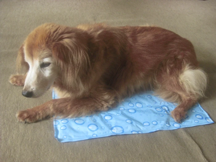 Bylo léto, horké léto… Životně důležitá voda