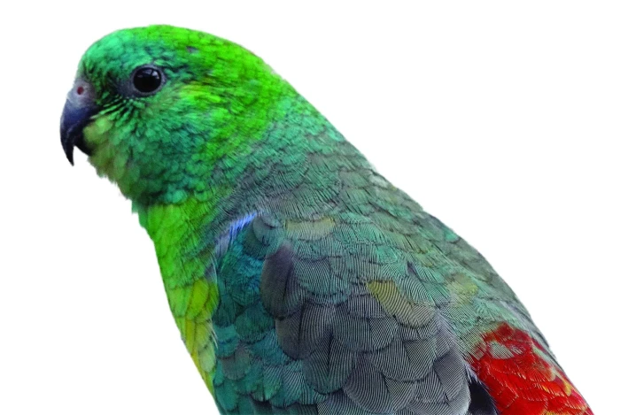 Papoušek zpěvavý (Psephotus haematonotus), 1. část – Výživa 