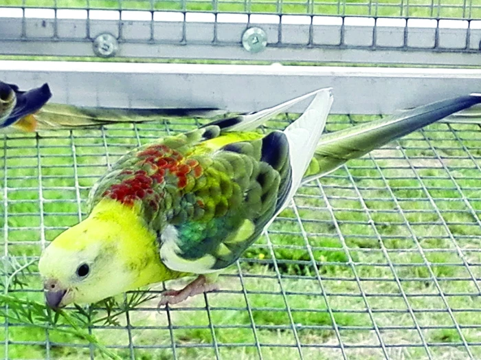 Papoušek zpěvavý (Psephotus haematonotus), 4. část – Hygiena chovu