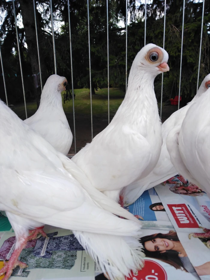 Za budapeštskými rejdiči