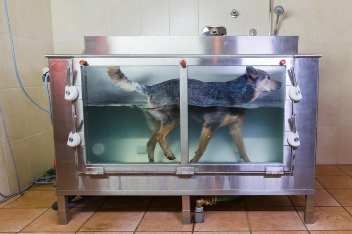 Fyzioterapie psů - rozvíjející se odvětví veterinární medicíny