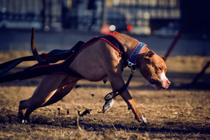 Sportovní vyžití pro teriéry typu bull