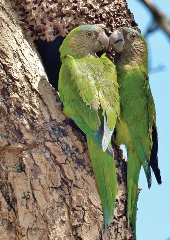 Aratinga hnědohrdlý (Eupsittula pertinax)