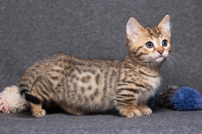 Munchkin