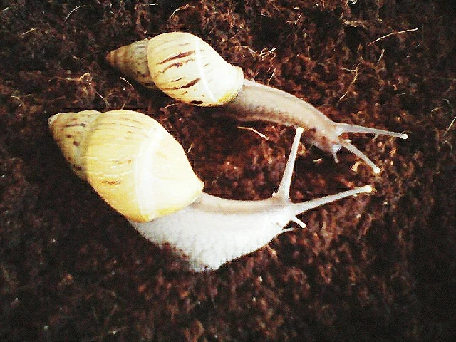 Zajímavý plž – Lissachatina zanzibarica