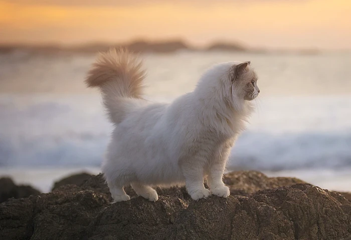 Ragdoll