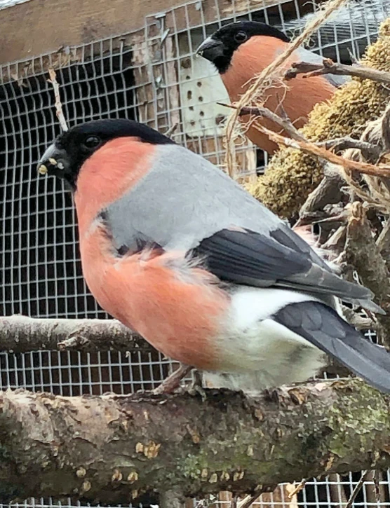 Hýľ obyčajný (Pyrrhula pyrrhula) – moje poznatky a skúsenosti s chovom a odchovom