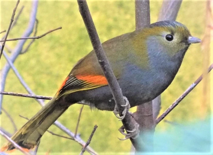 Timálie sečuánská (Liocichla omeiensis) 
